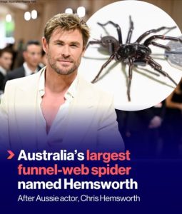 Australia’s Largest Funnel-Web Spider Named Hemsworth