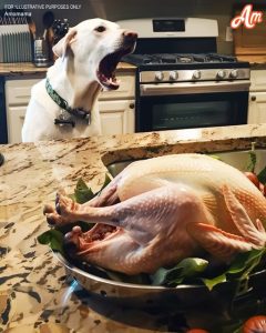 Our Dog Wouldn't Stop Barking at the Thanksgiving Turkey — When I Finally Checked It, I Called the Police