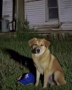 My Young Son Disappeared During a Family Vacation – Five Hours Later, a Dog Returned with His Hat in Its Teeth