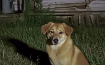 My Young Son Disappeared During a Family Vacation – Five Hours Later, a Dog Returned with His Hat in Its Teeth