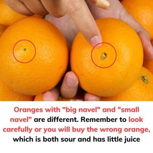 Oranges with “big navel” and “small navel” are different…