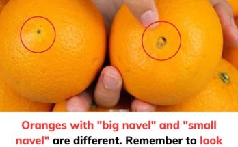 Oranges with “big navel” and “small navel” are different…