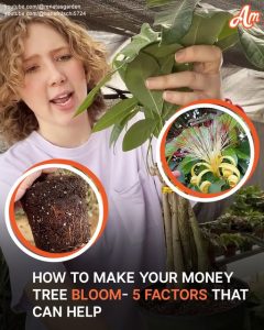 How to Care for Your Money Tree — Key Tips to Keep in Mind