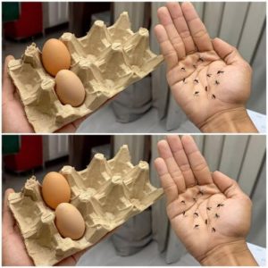 The Ingenious Egg Carton and Clove Combo: Your Eco-Friendly Mosquito Shield