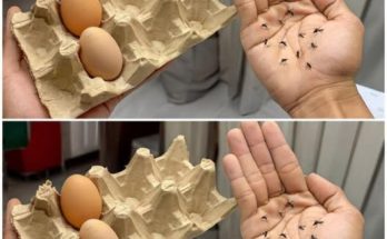 The Ingenious Egg Carton and Clove Combo: Your Eco-Friendly Mosquito Shield