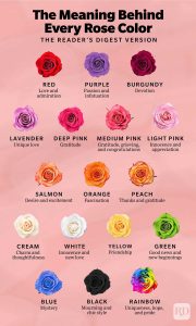 17 Rose Color Meanings to Help You Pick the Perfect Bloom Every Time