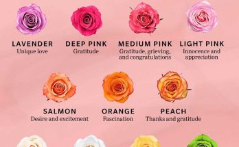 17 Rose Color Meanings to Help You Pick the Perfect Bloom Every Time