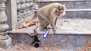 The Heartbreaking Reality of Maternal Rejection in Monkeys