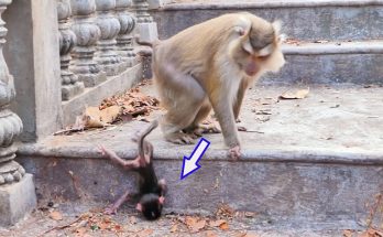 The Heartbreaking Reality of Maternal Rejection in Monkeys