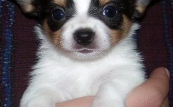 Abandoned Puppy Becomes the Angel a Grieving Old Man Prayed For