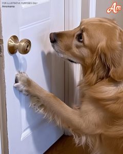 My Boyfriend Claimed the Locked Room In His Apartment Was 'Just for Storage' — Then His Dog Led Me to the Truth