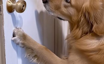 My Boyfriend Claimed the Locked Room In His Apartment Was 'Just for Storage' — Then His Dog Led Me to the Truth
