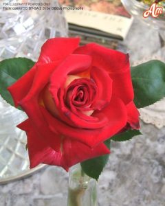 My Date Gave Me a Red Rose at the End of Dinner – I Blocked Him Immediately After