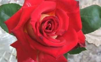 My Date Gave Me a Red Rose at the End of Dinner – I Blocked Him Immediately After