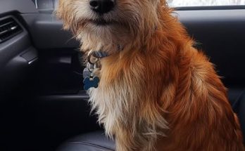 I’m a Trucker Who Rescued a Dog at a Lonely Gas Station