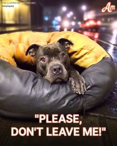 Abandoned Pitbull Loses Faith in Humanity — Until a Cancer Patient Shows Him What Love Means