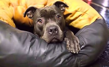 Abandoned Pitbull Loses Faith in Humanity — Until a Cancer Patient Shows Him What Love Means