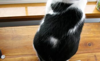 Older Lady Finds Money on Floor Every Day, Sees Her Cat Bring It and Follows Him – Story of the Day
