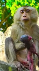 The Heartbreaking Loss of Mother Monkey Lori