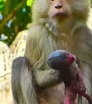 The Heartbreaking Loss of Mother Monkey Lori