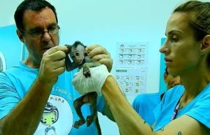 The Heartwarming Rescue of Baby Monkey Ami: A Story of Compassion and Healing