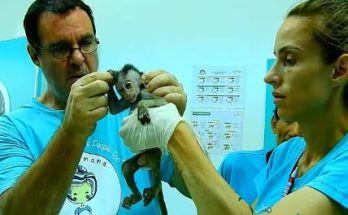 The Heartwarming Rescue of Baby Monkey Ami: A Story of Compassion and Healing