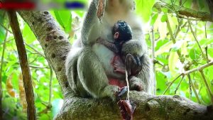 Congrats Wild monkey giving birth her newborn - The rare action