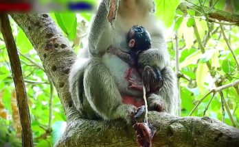 Congrats Wild monkey giving birth her newborn - The rare action