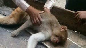 People tries the best to save poor monkey got electric shock