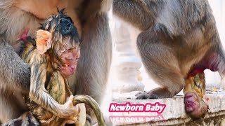 Mother Monkey's Unbelievable Labor Pains – Giving Birth in the Wild