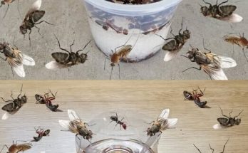 Just put it in the kitchen, and all flies, mosquitoes, and bugs will go away…