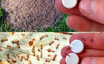 Ant Trap: How to Get Rid of Ants Forever Without Using Pesticides…