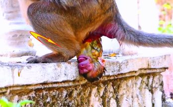 Amazingly!! Best Action of old monkey mother is giving birth new babies