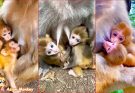 Is Raising Twin Monkeys Tough for Their Mother? A Peek into the Difficulties