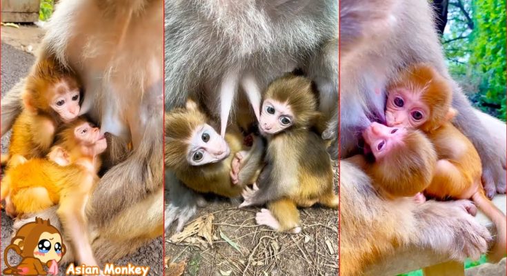 Is Raising Twin Monkeys Tough for Their Mother? A Peek into the Difficulties
