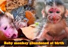 Left to Cry: The Sad Journey of a Newborn Monkey Abandoned at Birth