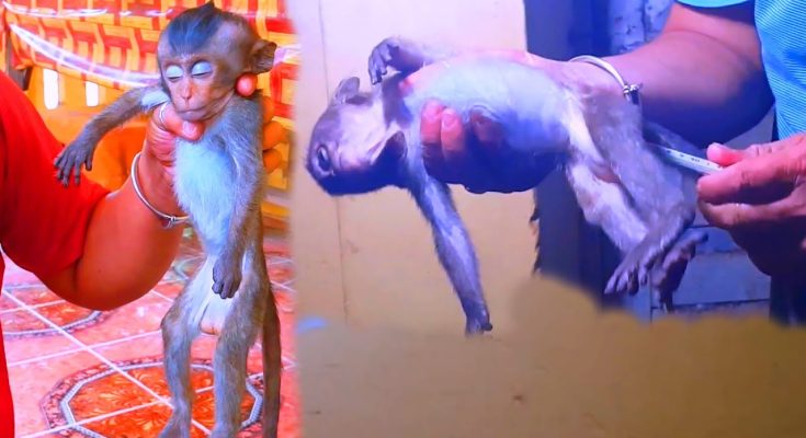 Rescue Mission for the Tiniest Monkeys: Newborns Found Barely Alive with Extremely Skinny Bodies